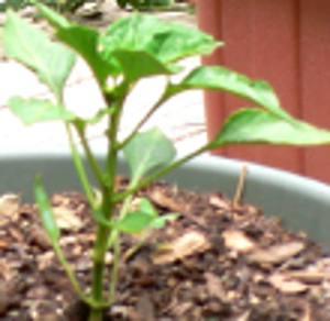 Pepper plant grown from seed