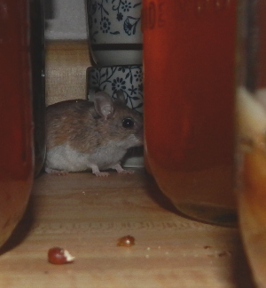 mouse on my counter