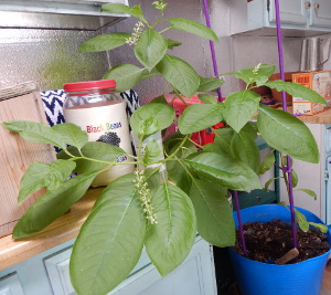 American Pokeweed growing in my kitchen