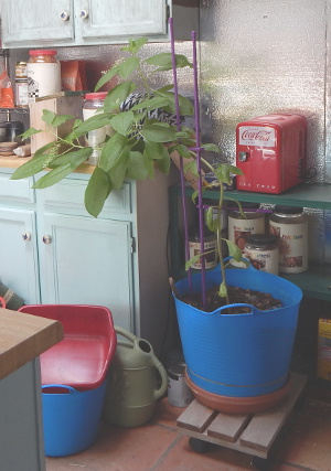 top to bottom view of American Pokeweed in my kitchen