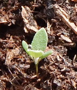Indian Spinach Seedling - a bit older