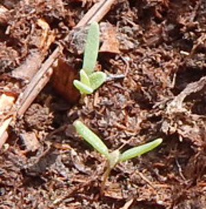 Indian Spinach Seedlings