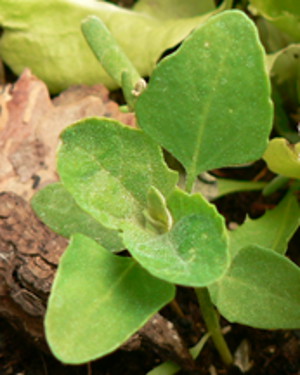 Well watered Indian Spinach (Lamb's Quarters)