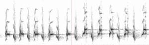 Mockingbirds mimic various sounds. Here's a graph of one song.