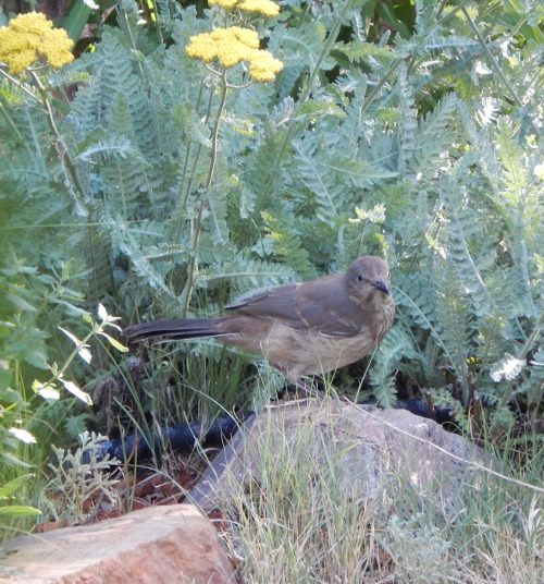 mockingbirds mimic for a lovely array of sounds