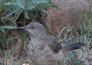 Mockingbird mimic closeup