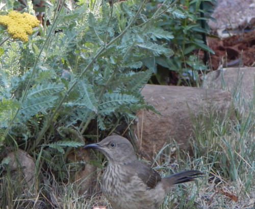 Mockingbird, Yarrow and Rocks