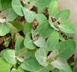 Indian Spinach