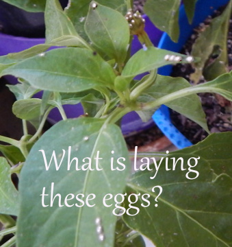 Eggs on Pepper Leaves
